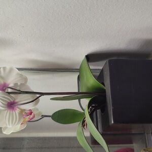 Traditional Decoration